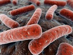 Mycobacterium Tuberculosis image