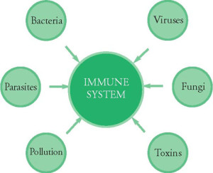 homeopathic immune system 