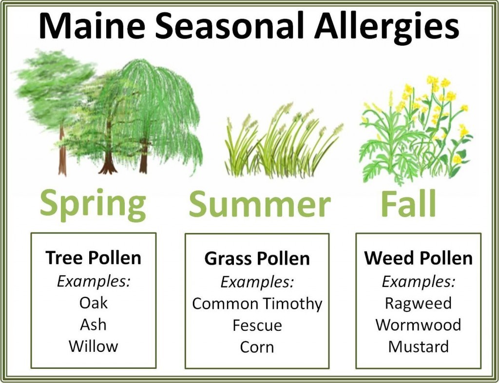 Major Causes of Pollen Allergy image