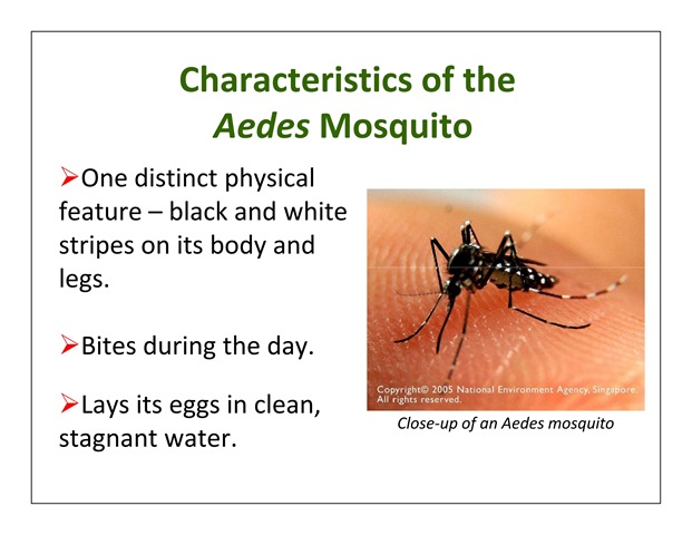 Aedes Aegypti mosquito photo
